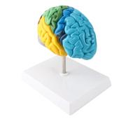 Yctze Modèle Anatomique en PVC de L'hémisphère Droit du Cerveau Humain pour