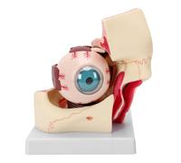 Yechiry Modèle D'anatomie Oculaire, Structure Orbitale Amovible Agrandie | Modèle de Simulation D'oeil Humain, Construction en PVC, Pièces Détachables, Utilisation en e Formation Médicale,
