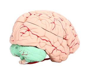 Yechiry Modèle de Cerveau Humain pour Enfants, Modèle D'anatomie du Cerveau Anatomique en PVC Détachable pour L'étude des Neurosciences à L'école ou à la Maison