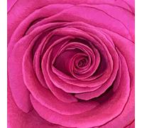 BILDERBUCH - GELB IST DAS FELD 2 VINYL LP NEUF