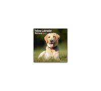 Yellow Labrador Retriever - Gelber Labrador 2025 - 16-Monatskalender