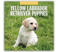 Yellow Labrador Retriever Puppies 2026 Square Wall Calendar