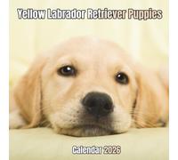Yellow Labrador Retriever Puppies Calendar 2026: 14-Month Organizer from Nov 2025 to Dec 2026 | Perfect for Home, Office, School & Family Scheduling, For Men , Women , Girls , Boys