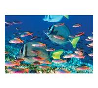 Yellow - Tailled Surgeaonfish - banc de possson - 61x91,5 cm - AFFICHE / POSTER G