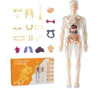 Yeory Modèle du Corps Humain pour Les Enfants, 11 modèles du Corps Humain 3D, modèle d'anatomie Interactive, modèle d'anatomie Humaine, modèle Squelette