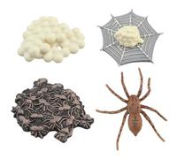 Yeory Toys du Cycle de Vie pour Enfants, Spider Full Life Life Kids Educational Toys, Safariology Learning développe l'imagination pour, Les Tout-Petits et Les Amoureux des Animaux, éducatif