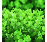 Yhenlovtt Boule de gazon synthétique en plastique pour décoration de jardin - Décoration de plante artificielle, 18 x 18 x 18 cm - Résistante aux UV - Vert - Pour cour, terrasse et présentation au