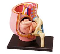 YHNNH, Bassin médical Anatomique féminin 4D, avec Grossesse de 9 Mois, modèle de fœtus de bébé, Taille réelle avec Organes Amovibles