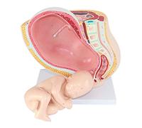 YHNNH, Bassin médical Anatomique féminin Humain Enceinte avec Grossesse 9 Mois modèle de fœtus de bébé Taille réelle avec Organes Amovibles, 4 Parties, Peint à la Main