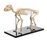 YHNNH, Modèle Anatomique, modèle d'enseignement de l'anatomie Animale des Chiens, Squelette de Chien Anatomique for la biologie Humaine, Outil de démonstration vétérinaire en PVC avancé