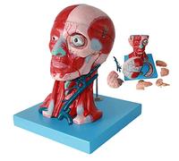 YHNNH, Modèle de Cerveau Grandeur Nature, tête de Nerf vasculaire Musculaire du Cou et modèle Anatomique du Visage for Outil éducatif de Bureau de médecins