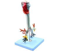 YHNNH, Modèle de Larynx Humain et d'arbre bronchique trachéal Modèle Anatomique laryngé Démonstration de bronchoscopie pulmonaire, adapté aux modèles d'enseignement de la Recherche médicale