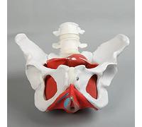 YHNNH, Modèle médical Anatomique de Bassin féminin avec Organes Amovibles, modèle Anatomique des Muscles du Plancher pelvien Grandeur Nature en 6 Parties for Aides pédagogiques visuelles