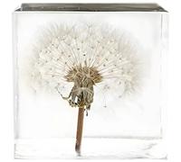 YHOMU Statue spécimen de pissenlit véritable dans un cube en acrylique transparent, presse-papier pour décoration de bureau - Présentation de fleurs naturelles préservées, 5,1 x 5,1 x 5,1 cm