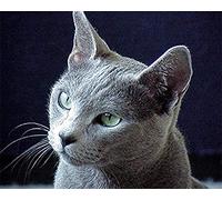 YHX926 Diamond Painting,Chat gris,5D Broderie Diamant kit Complet,DIY Perle Diamant à Coller Tableau Peinture,Canevas Point de Croix Kits pour la Deco Chambre 30x40cm