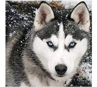 YHX926 Diamond Painting,Chien Husky aux Yeux Bleus,5D Broderie Diamant kit Complet,DIY Perle Diamant à Coller Tableau Peinture,Canevas Point de Croix Kits pour la Deco Chambre 30x40cm