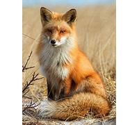 YHX926 Diamond Painting,Mignon petit renard animal,5D Broderie Diamant kit Complet,DIY Perle Diamant à Coller Tableau Peinture,Canevas Point de Croix Kits pour la Deco Chambre 30x40cm