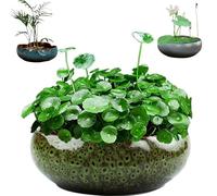 YIGEBAG Pot de Fleur de Bol de Lotus, Bol Rond de Lotus, Bol de lys d'eau Claire, Bol de Lotus cultivé dans l'eau intérieure, Plantes hydroponiques succulentes Florales sans Support (Vert+s)