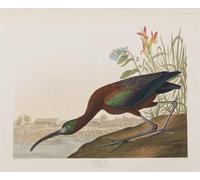 YIMACBJXX Célèbre Affiches Imprimées Tecoration Murale Illustration d'oiseaux d'Amérique par John Audubon Moderne Art Mural Pour la Décoration de la Chambre à Coucher 60x90cm