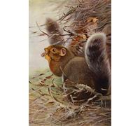YIMACBJXX Célèbre Affiches Imprimées Tecoration Murale L'écureuil de St Paul d'après Wilhelm Kuhnert Moderne Art Mural Pour la Décoration de la Chambre à Coucher 60x90cm