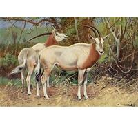 YIMACBJXX Célèbre Affiches Imprimées Tecoration Murale Sable Antilope d'après Wilhelm Kuhnert Moderne Art Mural Pour la Décoration de la Chambre à Coucher 60x90cm