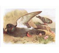 YIMACBJXX Célèbre Impressions sur Toile Image D'illustration Rocher des oiseaux des îles britanniques par Archibald Thorburn Art Mural Classique Pour la Décoration Murale 60x90cm