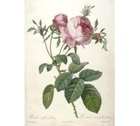 YIMACBJXX Célèbre Impressions sur Toile Image D'illustration Rosa Centifolia Foliacea Rosier à Cent Feuilles Foliace de Pierre Redouté Art Mural Classique Pour la Décoration Murale 60x90cm