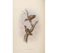YIMACBJXX De Célèbres Tableaux Affiche Mur Art Oeuvre d'art Tableau Animal Oiseau Iyngipicus Temmincki Dendrocopos Temminckii par John Gould Pour la Décoration du Salon 60x90cm