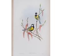 YIMACBJXX De Célèbres Tableaux Affiche Mur Art Oeuvre d'art Tableau Animal Oiseau Parus Major Assiette des oiseaux de Grande-Bretagne par John Gould Pour la Décoration du Salon 60x90cm