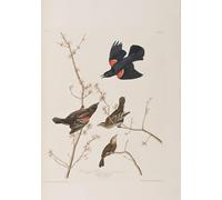 YIMACBJXX De Célèbres Tableaux Affiche Mur Art Oeuvre d'art Tableau Illustration d'oiseaux d'Amérique par John Audubon Impression Peinture Huile Pour la Décoration du Salon 60x90cm