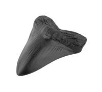Yiokii Véritable dent de requin mégalodon fossilisée naturelle - Véritable fossile préhistorique