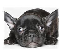 YISUMEI - Couverture polaire douce - Bouledogue français noir - Pour canapé ou lit, Coton mélangé, Couleur 1., 125 x 200 cm