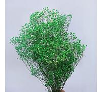 YIWOYI Fleurs séchées naturelles, bouquet de gypsophiles paniculées, cadeau pour décoration de mariage, décoration d'intérieur (vert clair, 40 à 55 cm, 80 g)