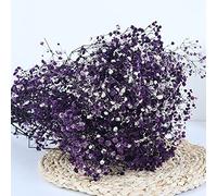 YIWOYI Fleurs séchées naturelles, bouquet de gypsophiles paniculées pour fête de mariage, décoration de la maison (violet, 15 à 30 cm, 20 g)