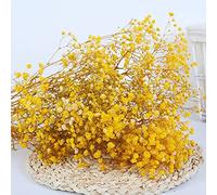 YIWOYI Gypsophile naturelle séchée Fleurs fraîches séchées et conservées Gypsophila Paniculata Bouquets de fleurs de gypsophile pour fête de mariage Décoration de la maison (jaune, 40-55 cm 80 g)