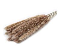 YIWOYI Lot de 15 petites pampas séchées naturelles, phragmites, couleur claire naturelle, bouquet de fleurs d'herbe séchée pour mariage (marron)