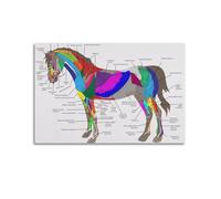 YiXong Poster vintage sur toile représentant l'anatomie des muscles du cheval - Affiche décorative et artistique moderne pour chambre à coucher (30 x 45 cm)