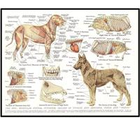 YLHKME Tableau Muscles et Organes du Chien Anatomie Animale,Affiche Toile Tableau Decoration Murale Salon,pour Chambre Cuisine Bureau, Deco Maison, sans Cadre (Frameless,40X60CM)