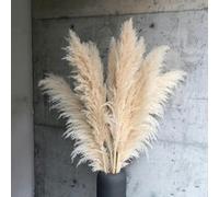 YLREAN Lot de 5 Grandes Fleurs séchées Naturelles en Herbe Duveteuse de 110 à 120 cm pour décoration de Mariage, Bouquet de Fleurs, Arrangement Cadeau, Beige