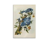YMXSDIMDS Blue Jay de John James Audubon Peinture Art Poster Art Impression murale Peinture à suspendre Photo Peinture murale Décoration familiale Chambre 30 x 45 cm