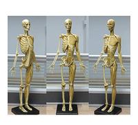 YNIYUJKL Figurine Anatomique Féminine De 60 Cm (23,6 Pouces) - Mannequin D'Anatomie Humaine pour Dessin - Modèle Anatomique en Polyuréthane (PU) Représentant Le Squelette Musculaire Hu