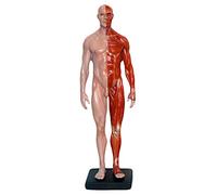 YNIYUJKL Figurine Anatomique Masculine De 30 Cm (11,8 Pouces) - Mannequin D'Anatomie Humaine pour Le Dessin - Modèle en Résine Représentant Les Muscles Et Les Os du Corps Humain - Idéa