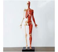 YNIYUJKL Mannequin D'Anatomie Humaine - Figure Anatomique Féminine De 60 Cm (23 Pouces) - Modèle Anatomique du Squelette Musculaire Humain, Référence pour Artistes, Études Scolaires Et