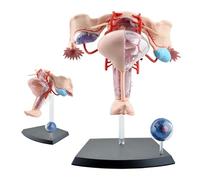 YNIYUJKL Modèle Anatomique 4D du Système Reproducteur Féminin - Utérus, Ovaires Et Muscles Détachables pour L'Étude Et l'enseignement Médical, 19 Parties