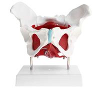 YNIYUJKL Modèle De Bassin Féminin Grandeur Nature pour L'Anatomie - Bassin Anatomique avec Muscles, pour l'enseignement Et L'Exposition Médicale