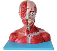 YNIYUJKL Modèle De Neuroanatomie du Cou - 19 Parties Détachables pour L'Étude De La Neurologie Et des Muscles Faciaux en Milieu Éducatif