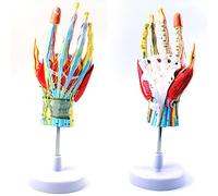 YNIYUJKL Outils Pédagogiques, Modèle D'Anatomie De La Main, Articulations, Muscles Squelettiques, Système Vasculaire, Nerfs, Articulation du Poignet, Modèle Pédagogique De Chirurgie De