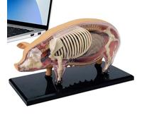 YNPQTDS Modèle D'anatomie Animale,Modèle de Porc pour Démonstration Pédagogique - Jouet De Science Biologique Aides Pédagogiques Détachables - Supports Pédagogiques Biologie pour Étudiants Écoles