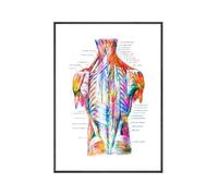 Yocheng Anatomie des muscles du torse, affiche aquarelle, art médical, structure du dos, peinture sur toile, décoration murale scientifique, maison 40x50cm sans cadre