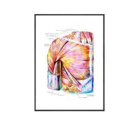 Yocheng Anatomie des muscles du torse, affiche aquarelle, art médical, structure du dos, peinture sur toile, décoration murale scientifique, maison 30x40cm sans cadre